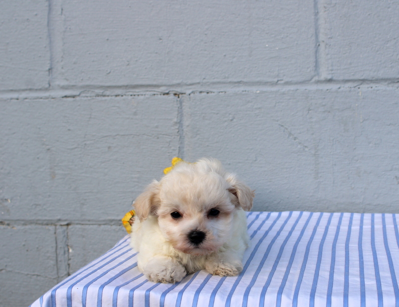 puppy, for, sale, Maltese, Matthew B. Stoltzfus, dog, breeder, Gap, PA, dog-breeder, puppy-for-sale, forsale, nearby, find, puppyfind, locator, puppylocator, aca
